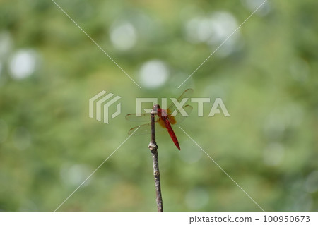 【夏日風景】紅蜻蜓在樹枝上休息 100950673