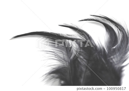 Ornamental bird feathers dyed black 100950817