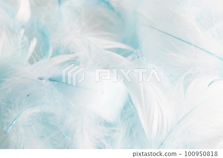 Ornamental bird feather dyed pale blue Ornamental bird feather dyed pale blue 100950818