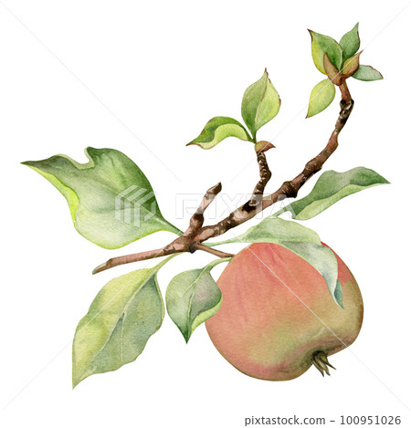 Hand drawn watercolor composition with apple fruits on branch with leaves, ripe and full, red and green. Isolated on white background. Design for wall art, wedding, print, fabric, cover, card. Hand drawn watercolor composition with apple fruits on branch with leaves, ripe and full, red and green. Isolated on white background. Design for wall art, wedding, print, fabric, cover, card. 100951026