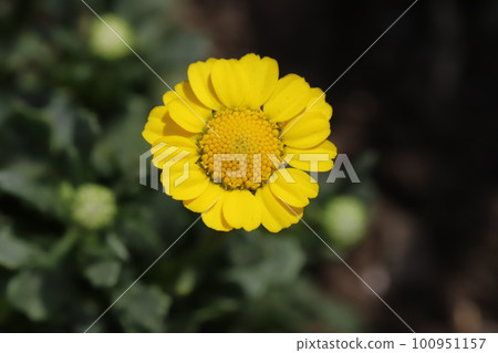開花在日本早春庭院裡的黃色菊花多核花 100951157