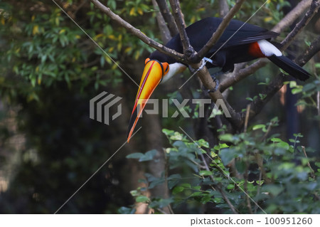 The toco toucan bird on the wood tree 100951260