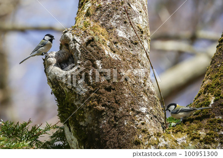 Great tit busy building a nest 100951300