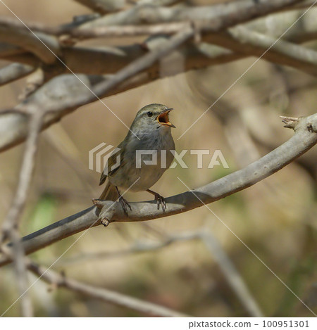 A warbler with a beautiful cry A warbler with a beautiful cry 100951301