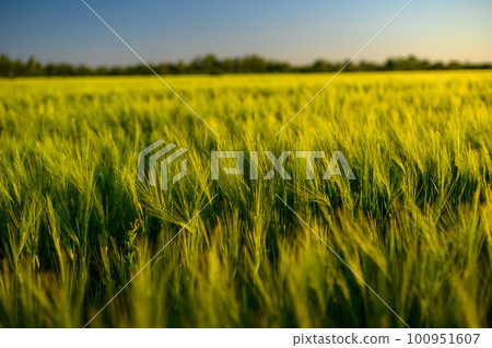 Green spikelets of wheat scatter with a blurred background Green spikelets of wheat scatter with a blurred background 100951607
