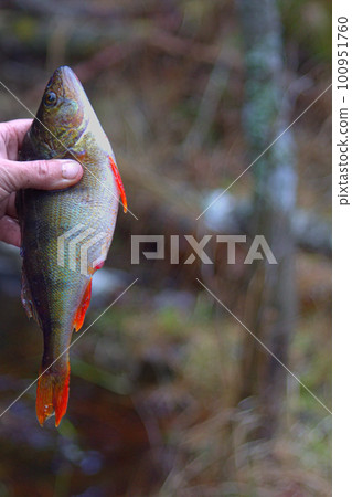 River perch Perca fluviatilis 100951760