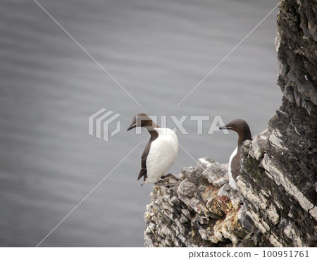 The Guillemots on eaves 100951761