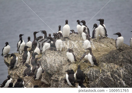 Planar rookery of common murres (dominate) and separate thick-billed murres on Western shore of Barents sea. 100951765