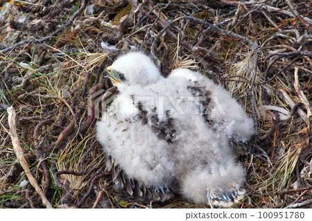 white fluffy nestling birds of prey white fluffy nestling birds of prey 100951780