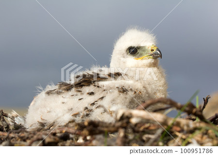 Rough-legged Buzzard chick. Novaya Zemlya Archipelago. Arctic 100951786