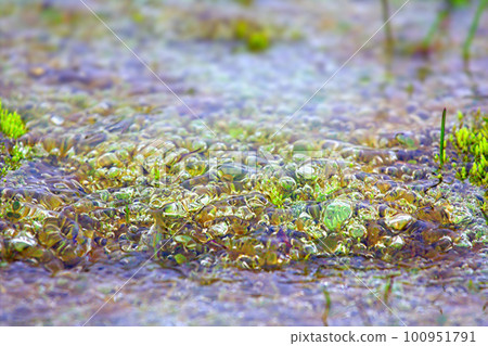 Tundra colony of Nostoc cyanobacteria Tundra colony of Nostoc cyanobacteria 100951791