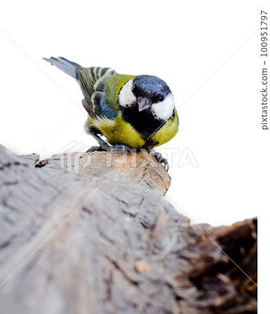 Titmouse on a snag 100951797