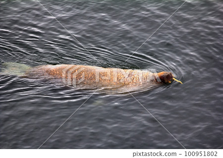 Atlantic walrus in the Barents sea 100951802