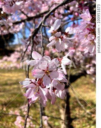 Kohigan cherry blossoms bathed in the spring sunshine Kohigan cherry blossoms bathed in the spring sunshine 100951873