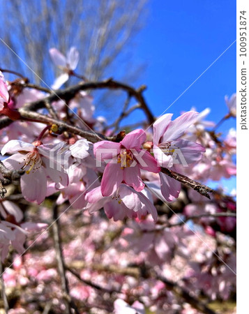 Kohigan cherry blossoms against the blue sky in spring Kohigan cherry blossoms against the blue sky in spring 100951874