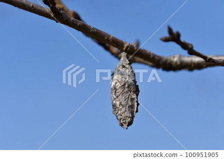 小甲蟲 小甲蟲 100951905