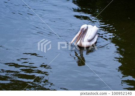 Cute pelicans swimming in the pond of Izu Cactus Park 100952140