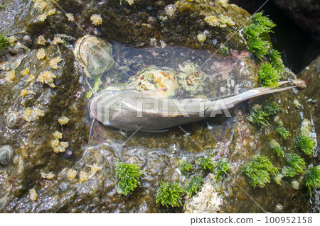 Amateur fishing in India 1. Parvati fish (gafftopsail catfish) 100952158