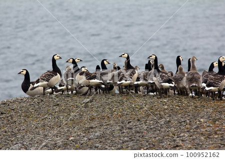 Barnacle goose worrying in front of camera in Arctic desert 100952162