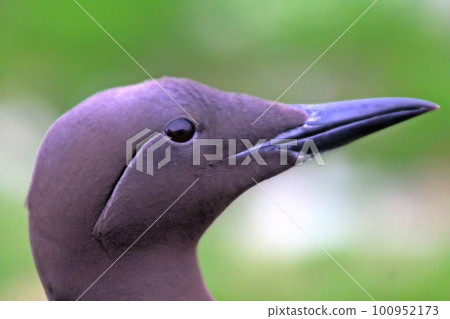 Purposefulness 1. Close-up portrait of common guillemot Purposefulness 1. Close-up portrait of common guillemot 100952173
