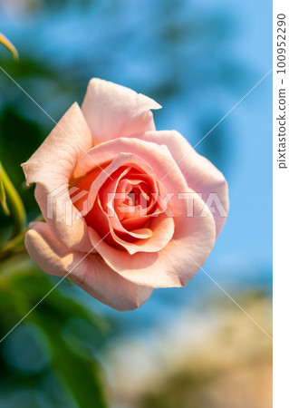 Rose Rose 100952290