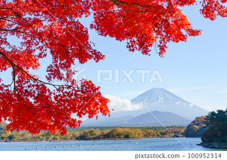 秋天的富士山，精進湖畔的紅葉 山梨縣 100952314