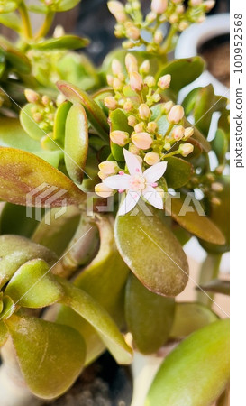 beautiful flowers of the money tree 100952568