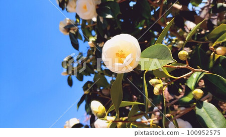 White camellia and blue sky White camellia and blue sky 100952575
