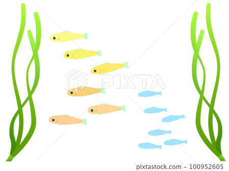 A school of juvenile fish that lives in eelgrass beds. Set of cartoon style illustrations of colorful juvenile fish and silhouettes A school of juvenile fish that lives in eelgrass beds. Set of cartoon style illustrations of colorful juvenile fish and silhouettes 100952605
