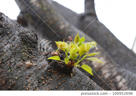 從櫻桃樹樹幹出來的葉子和芽 從櫻桃樹樹幹出來的葉子和芽 100952696