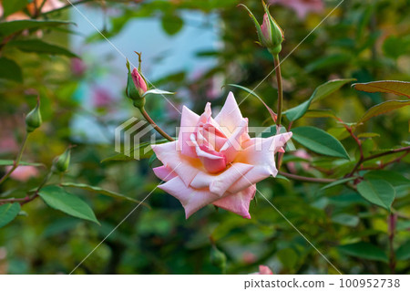 玫瑰花 玫瑰花 100952738