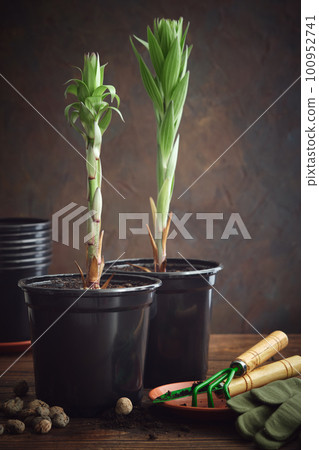 Two lilies in a flower pots. Two lily seedlings in pots. Gardening tools - spatula and rake, gloves, plastic flower pots, soil and expanded clay for transplanting. 100952741