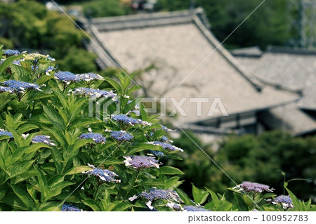 盛開的繡球花和寺廟 盛開的繡球花和寺廟 100952783