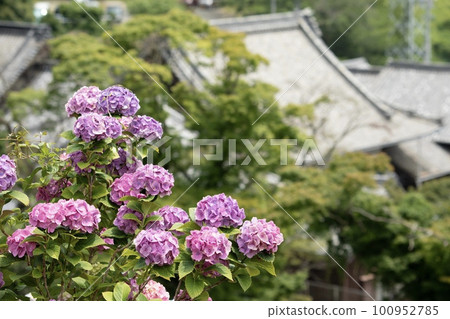 Hydrangea in full bloom and a temple 100952785