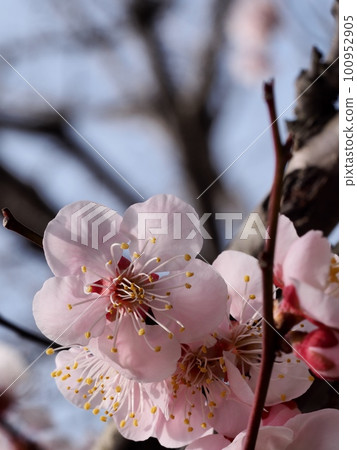 Red plum blossoms telling the coming of spring Red plum blossoms telling the coming of spring 100952905