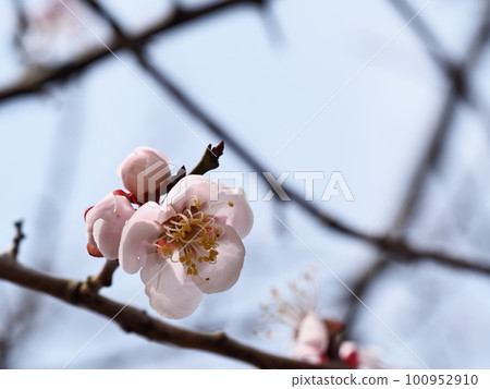 Red plum blossoms telling the coming of spring Red plum blossoms telling the coming of spring 100952910