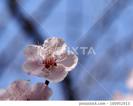 紅梅花告訴春天的到來 紅梅花告訴春天的到來 100952913