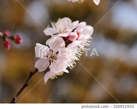 Red plum blossoms telling the coming of spring Red plum blossoms telling the coming of spring 100952920