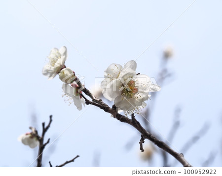 white plum blossom white plum blossom 100952922