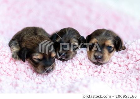 Cute puppy Kaninchen Dachshund 100953166