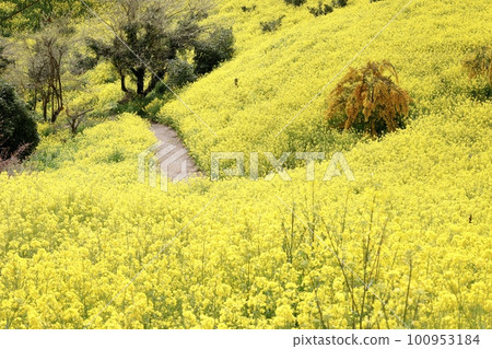Yellow hills of Inuyose Pass Rape blossoms and mimosas (silver acacia) Yellow hills of Inuyose Pass Rape blossoms and mimosas (silver acacia) 100953184