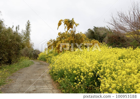 Yellow hills of Inuyose Pass Rape blossoms and mimosas (silver acacia) Yellow hills of Inuyose Pass Rape blossoms and mimosas (silver acacia) 100953188