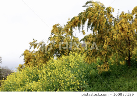 犬寄嶺的黃色丘陵 油菜花和含羞草（銀相思） 100953189