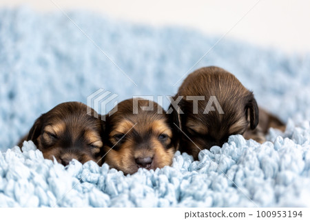Cute puppy Kaninchen Dachshund 100953194