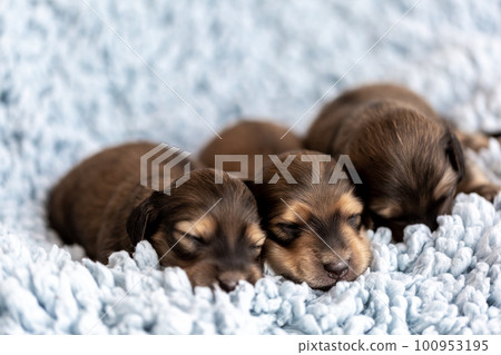 Cute puppy Kaninchen Dachshund 100953195