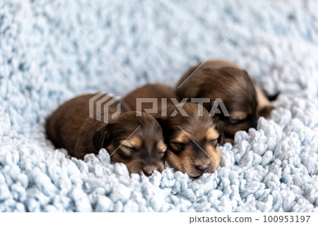 Cute puppy Kaninchen Dachshund 100953197
