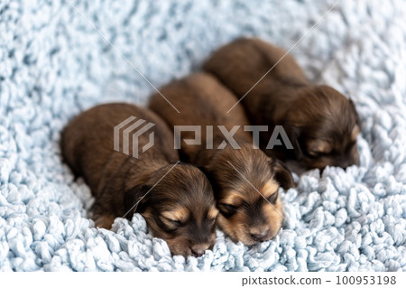 Cute puppy Kaninchen Dachshund 100953198