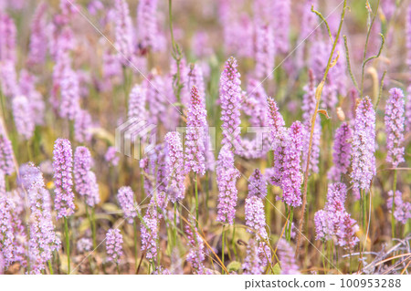 texture of wild lavender, many beautiful pink flowers growing in the Kyzylkum desert 100953288