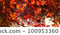 楓葉離開了紅葉 100953360