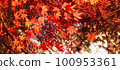 楓葉離開了紅葉 100953361